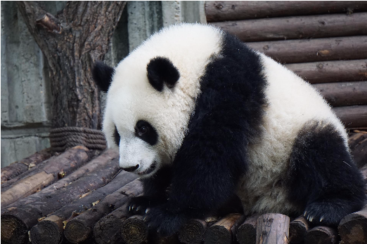 国之公益实践四川大熊猫志愿保护者研学项目